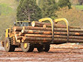  Wood logs
